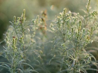 Çayırda sabah çiğ taneleri