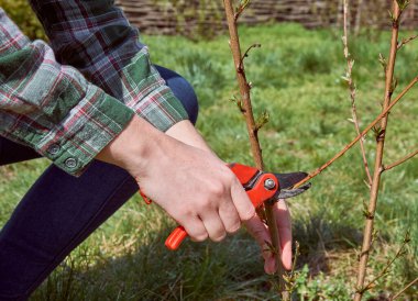 Mezhepçiler tarafından ağaçların budanması.