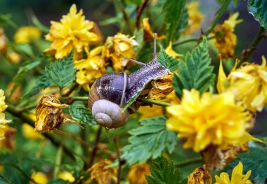 Sarı çiçeklerle yeşil bir çalılıkta sürünen yavaş üzüm salyangozu.