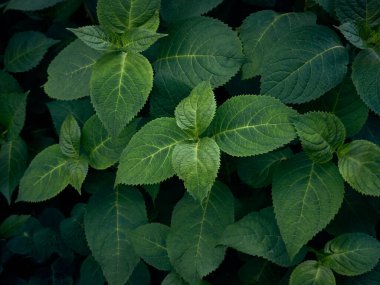 Koyu yeşil yaprakların arka planı.