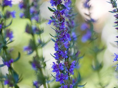 Hyssop 'un mor çiçekleri (hyssopus officinalis)