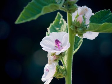 Vahşi çiçek bahçedeki Althaea ofisleri.