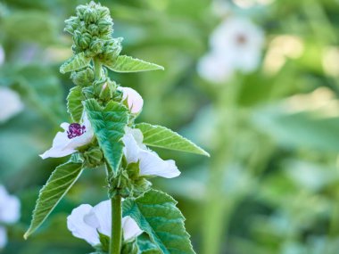 Vahşi çiçek bahçedeki Althaea ofisleri.