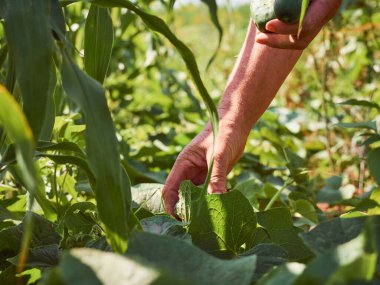 Yaşlı bir köylünün ellerinde bir salatalık.