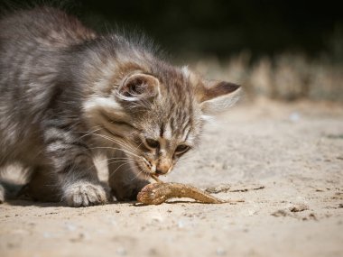 Küçük kedi bir balık yiyor..
