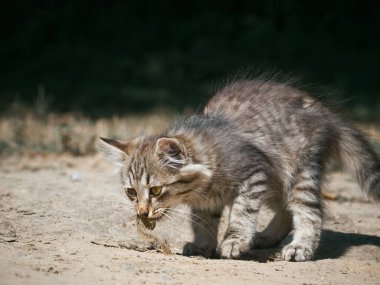 Küçük kedi bir balık yiyor..