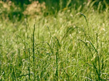 Çimlerin üzerindeki çiy damlaları.