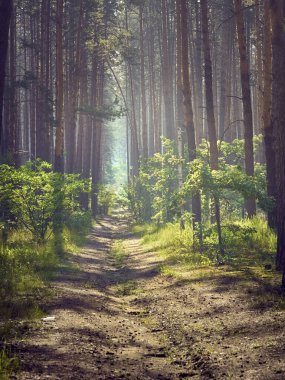 Ormanın kırsal kesimlerinde