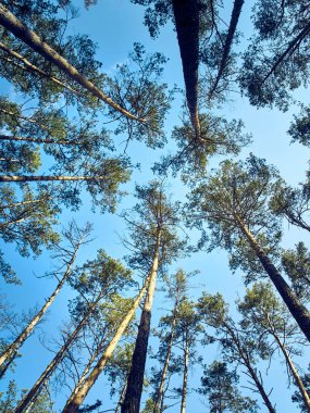 Ormandaki yüksek ağaçların manzarası.