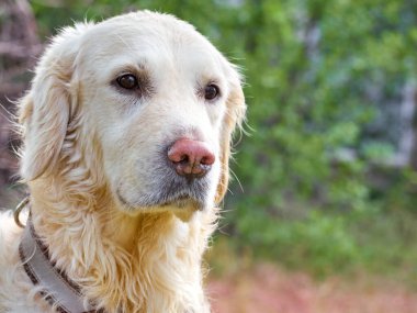 Güzel Golden Retriever köpeği..