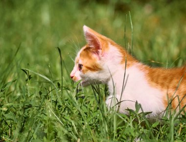 Kedi yavrusu çimenlerde oynuyor..