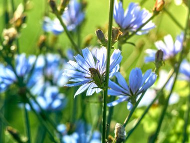 Çayırdaki hindiba çiçekleri.