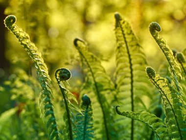 Ormanda genç yeşil eğrelti otu.