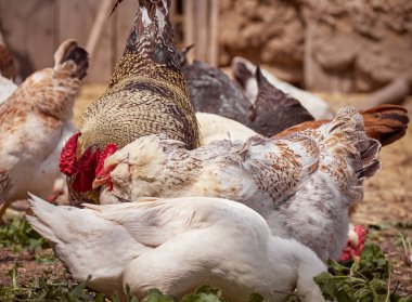 Çiftlikte bedava tavuk.