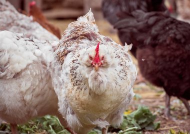 Çiftlikte bedava tavuk.