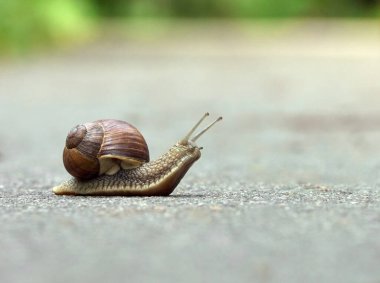 Parktaki asfaltta yavaş üzüm salyangozu sürünüyor.
