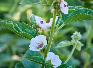 Vahşi çiçek bahçedeki Althaea ofisleri.