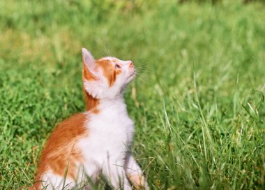 Kedi yavrusu çimenlerde oynuyor..