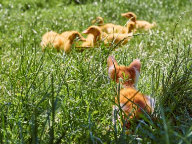 Küçük kızıl kedi yavrusu çimenlerde ördek avlar. Kedi ördekler için pusuda bekliyor..
