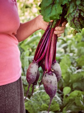 Bir kadın çiftçinin elinde bir pancar.