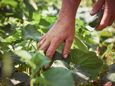 Yaşlı bir köylünün ellerinde bir salatalık.