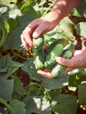 Yaşlı bir köylünün ellerinde bir salatalık.