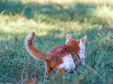 Kedi yavrusu çimenlerde oynuyor..