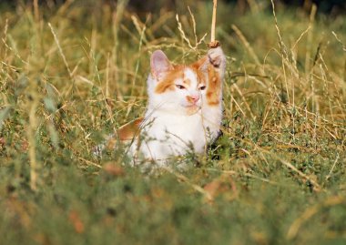 Kedi yavrusu çimenlerde oynuyor..
