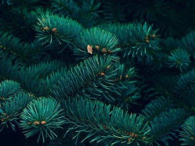 Noel ağacı dallarının arkaplanı.