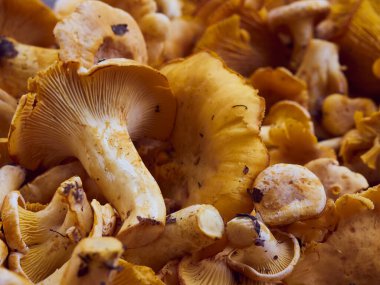 Taze sarı chanterelle yenilebilir mantarlar.