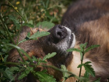 Bahçedeki kırsal köpek.