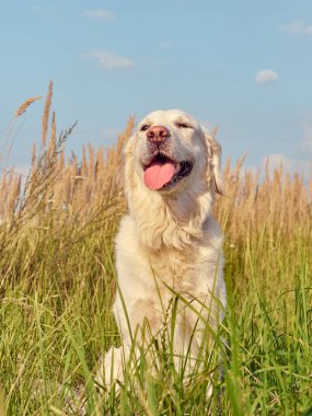 Doğada şirin bir av köpeği var..
