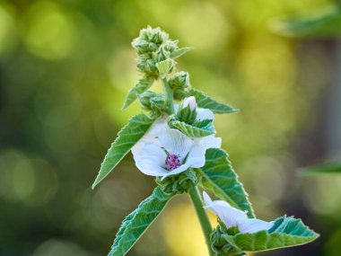 Vahşi çiçek bahçedeki Althaea ofisleri.