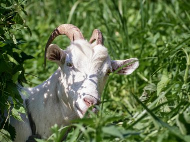 Boynuzlu komik bir keçinin portresi