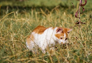Kedi yavrusu çimenlerde oynuyor..