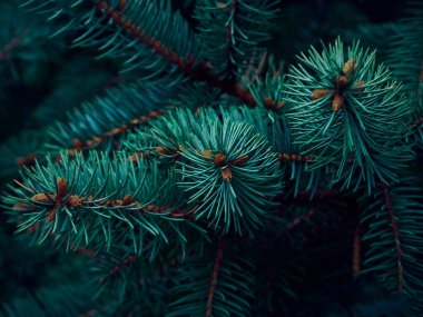 Firavun ağacı brunch 'ı yakın çekim.