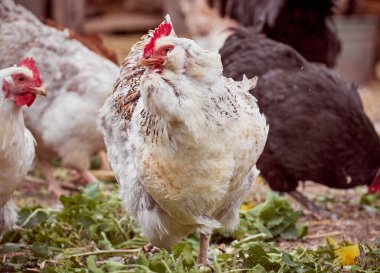 Çiftlikte bedava tavuk.