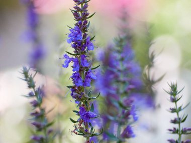 Hyssop 'un mor çiçekleri (hyssopus officinalis)