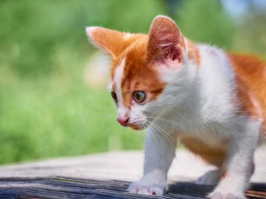 Bahçede oynayan kedi yavrusu.