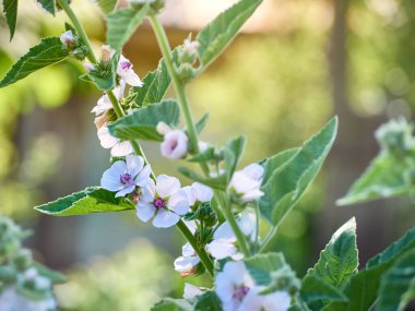 Vahşi çiçek bahçedeki Althaea ofisleri.