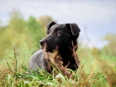 Çimlerde siyah köpek yavrusu .