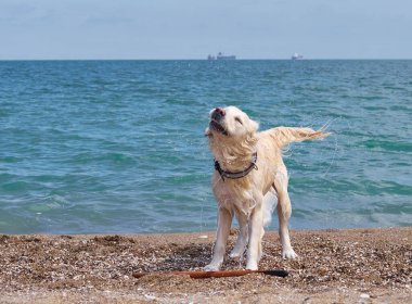 Plajda beyaz labrador av köpeği