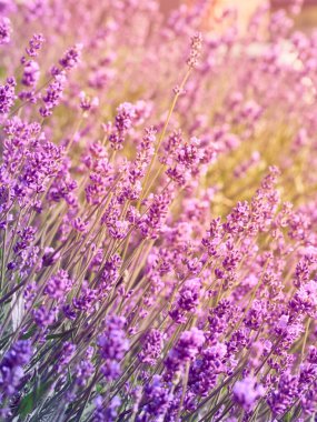 Lavanta çiçeklerine odaklanın.