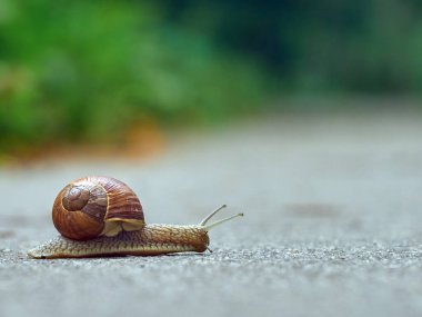 Parktaki asfaltta yavaş üzüm salyangozu sürünüyor.