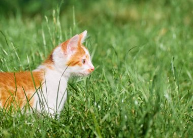 Kedi yavrusu çimenlerde oynuyor..