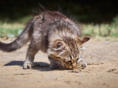 Küçük kedi bir balık yiyor..