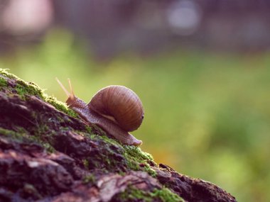 Yavaş üzümlü bir salyangoz, yosun kaplı bir ağacın kabuğuna tırmanıyor. Arka planda güzel bokeh.