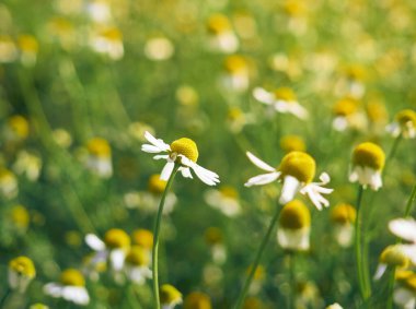 Bahçedeki papatya çiçekleri.