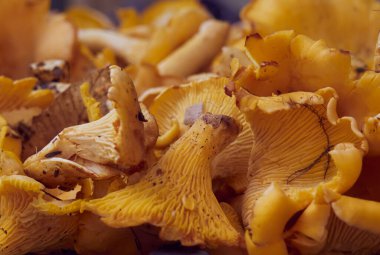 Taze sarı chanterelle yenilebilir mantarlar.