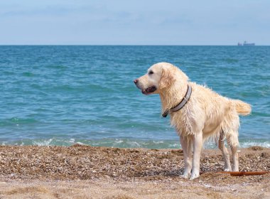 Plajda beyaz labrador av köpeği
